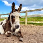 BLOG IMAGE donkey