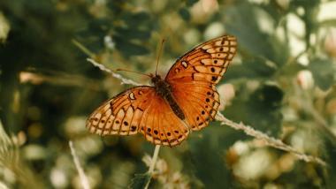 Butterfly 1