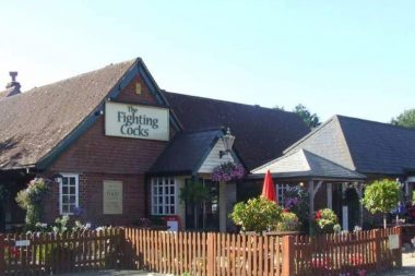 Fighting cocks