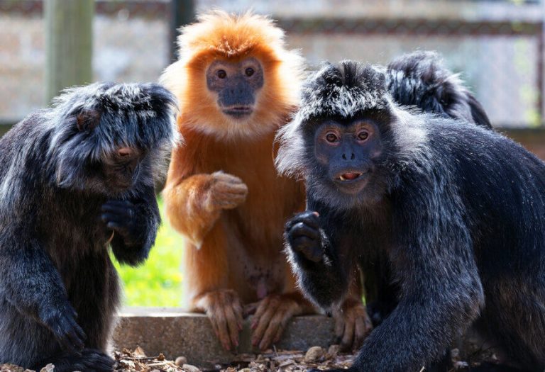 isle of wight monkey haven