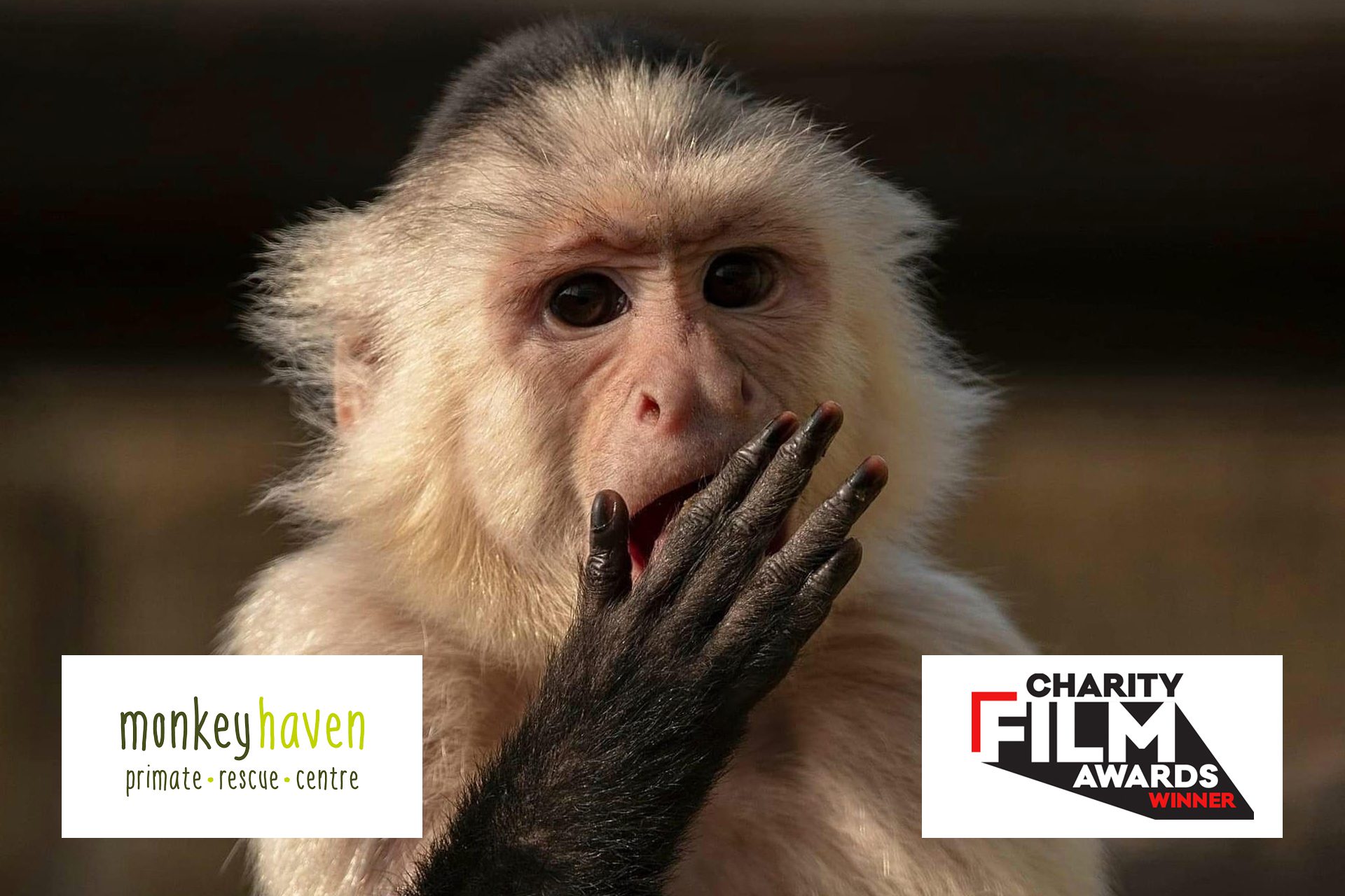 Monkey haven blog image copy