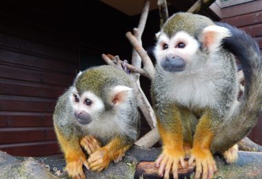 Squirrel monkey copy scaled