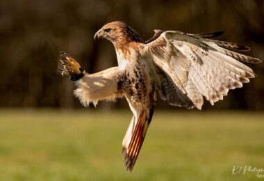 Tapnell Farm Park Falconry Display