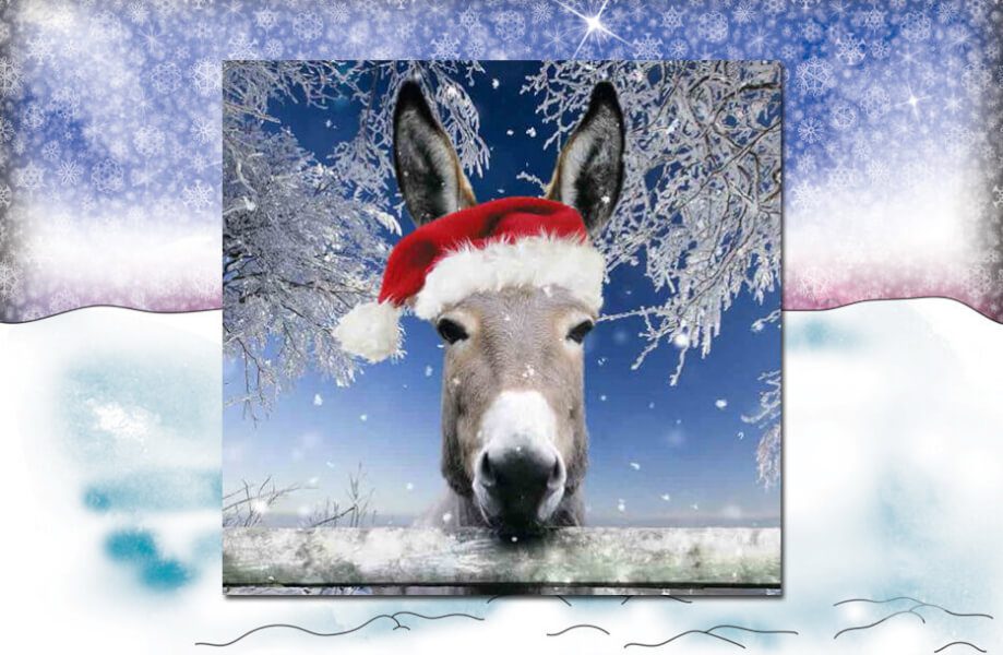 iow donkey xmas 1