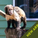 monkey haven Blog image copy 1