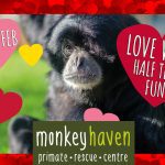 monkey haven love week feb2023 copy