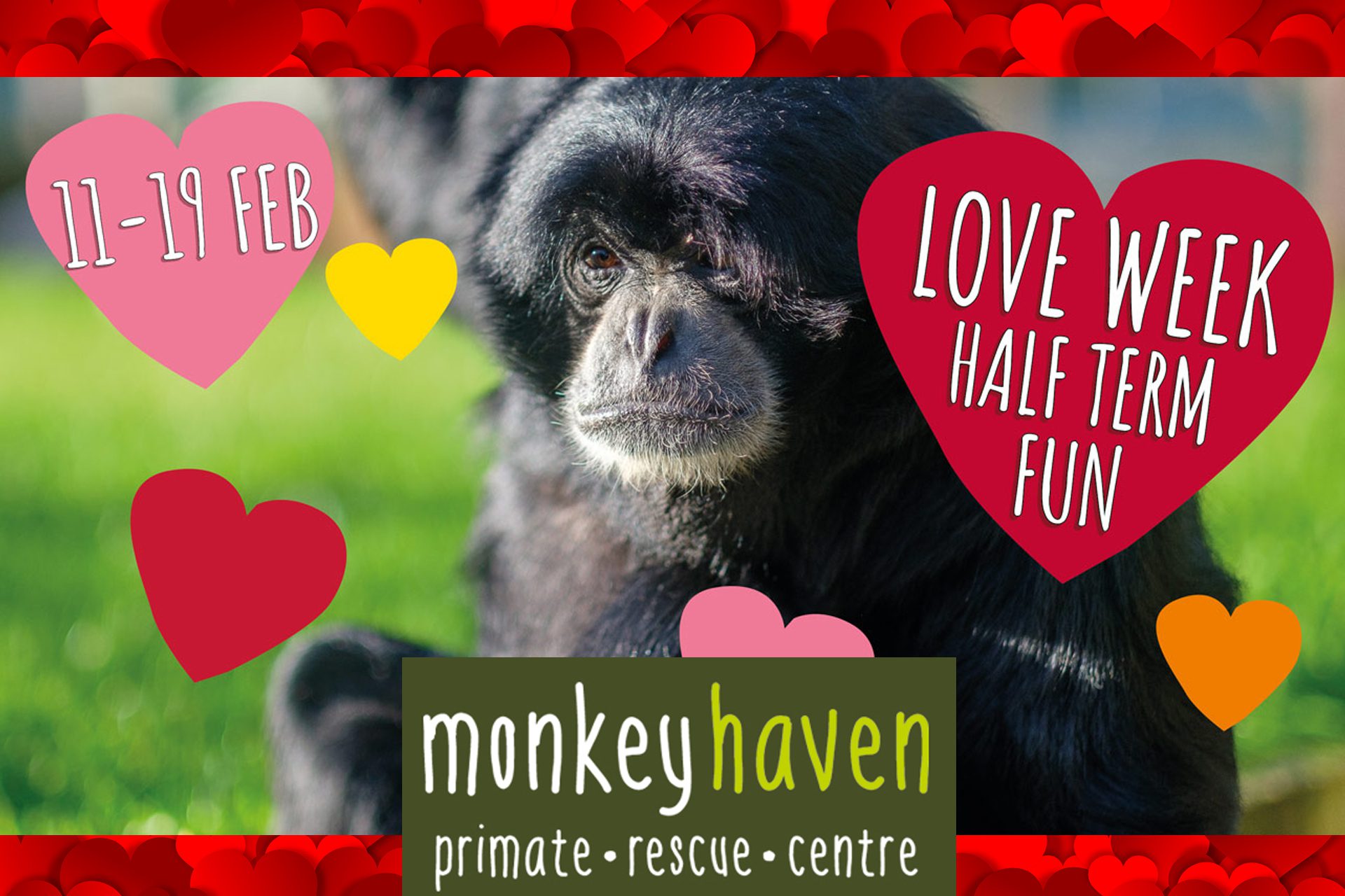 monkey haven love week feb2023 copy