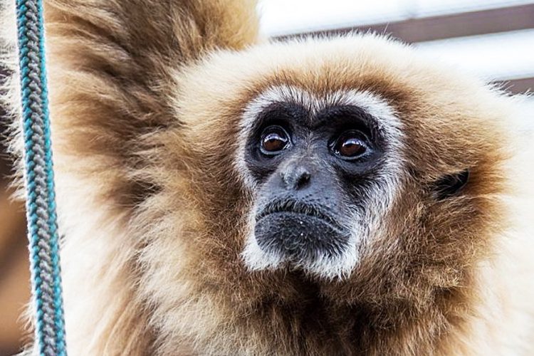 monkey haven