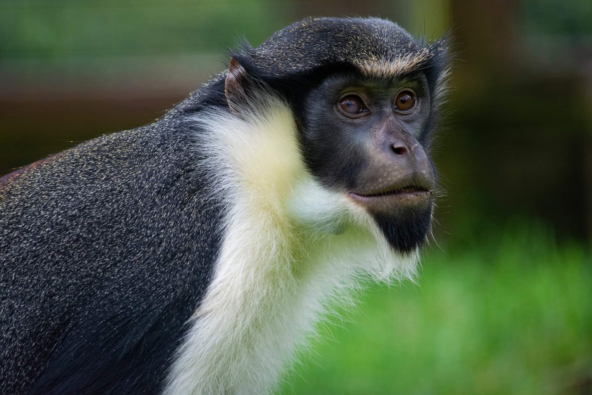 monkey haven blog image copy