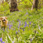pageheaders bluebells