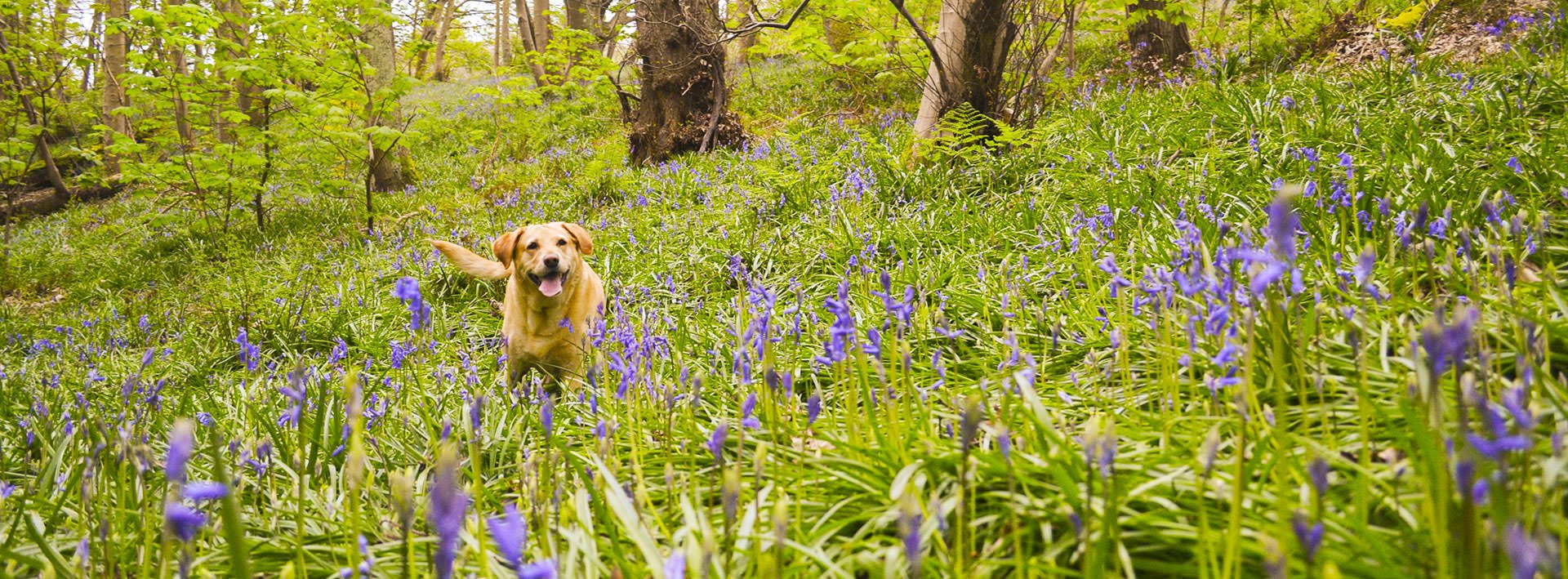 pageheaders bluebells