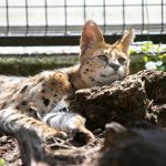servals blog image