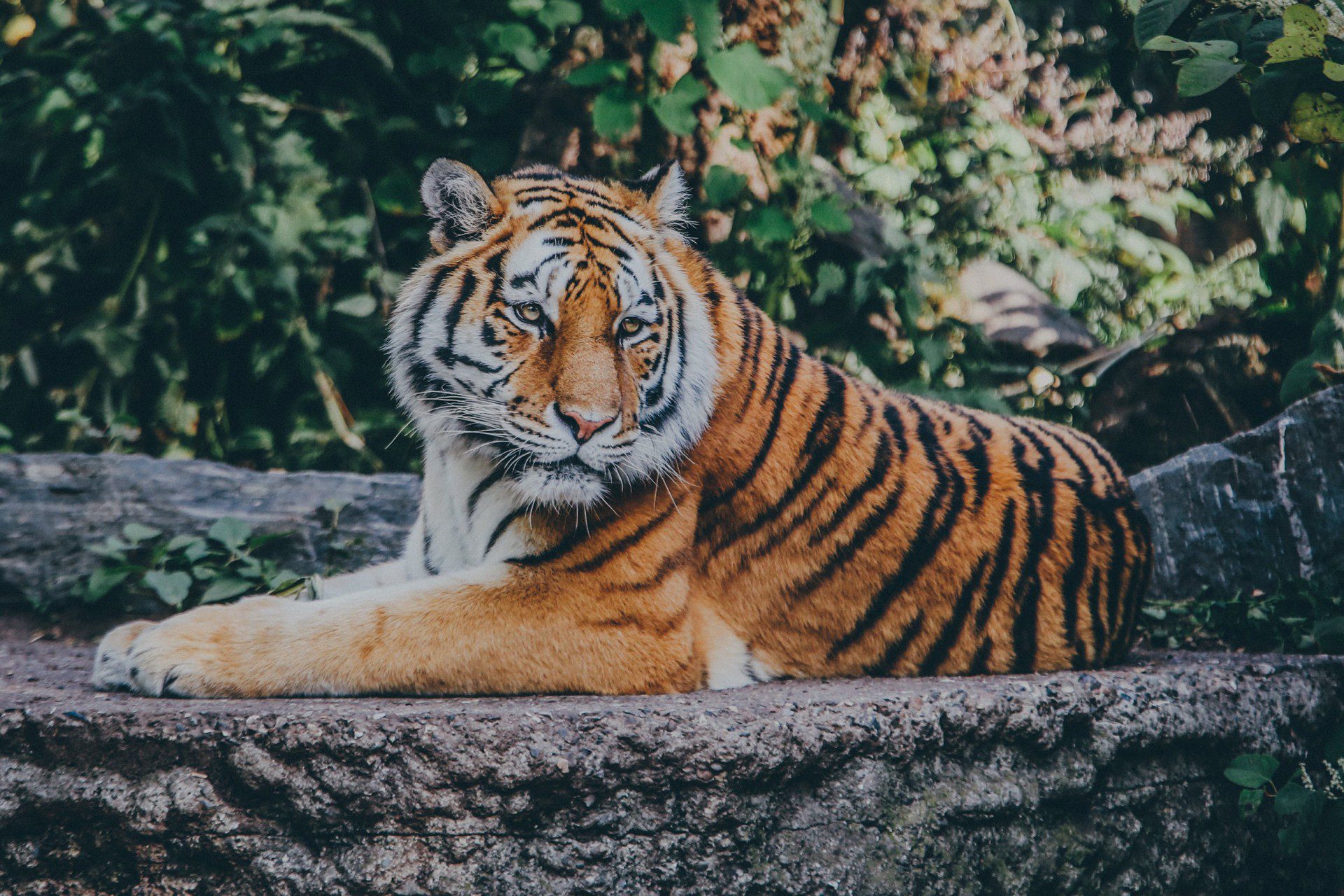 zooattractionsoverlay